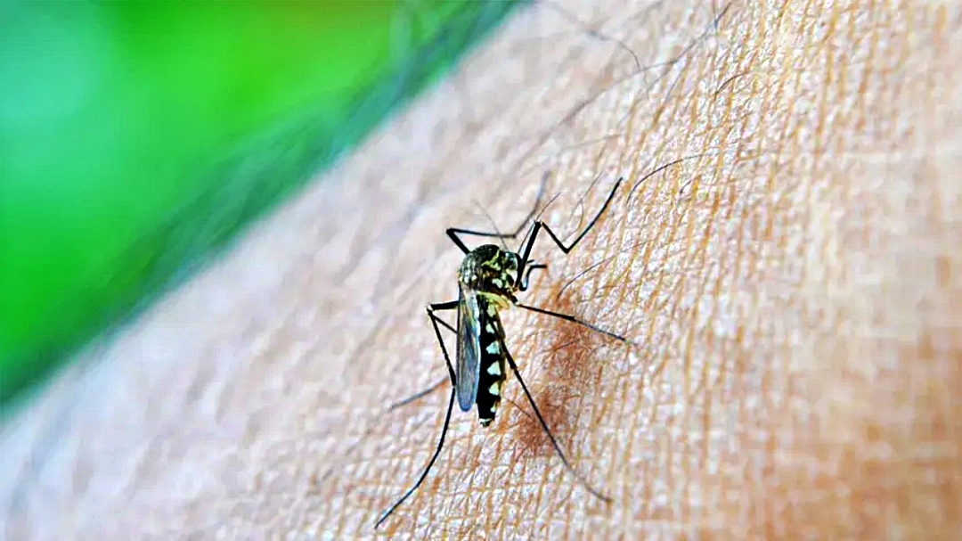 Mortes por dengue em 2022 superam as registradas nos &uacute;ltimos seis anos