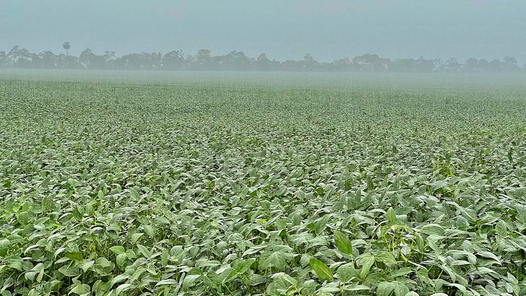 Chuva traz al&iacute;vio para produtores e aposta &eacute; de superprodu&ccedil;&atilde;o de soja 