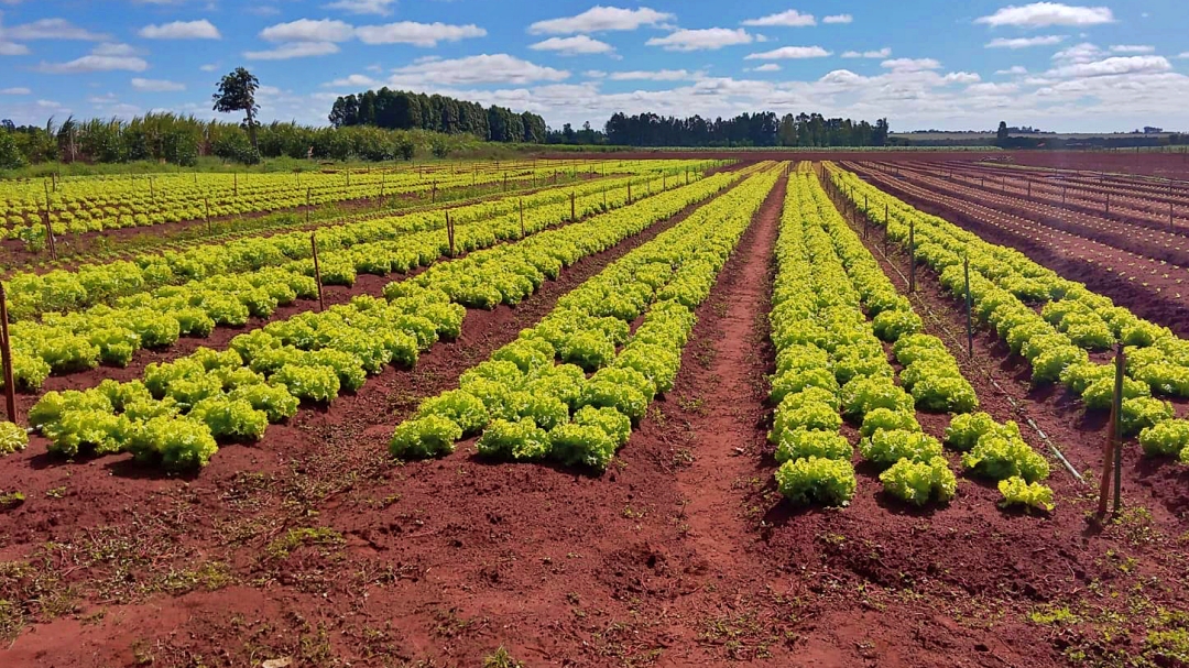 Com 41% da produ&ccedil;&atilde;o, Sidrol&acirc;ndia lidera abastecimento da Capital de verduras e legumes