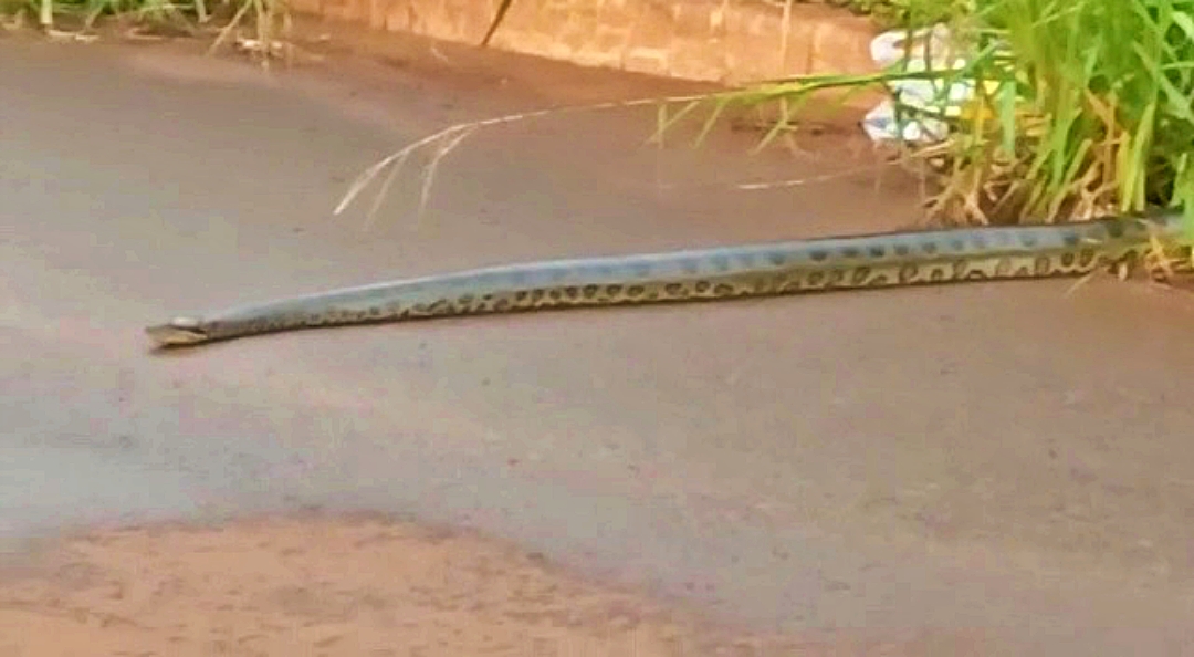 Empres&aacute;rio flagra sucuri no Vival dos Ip&ecirc;s em terreno baldio