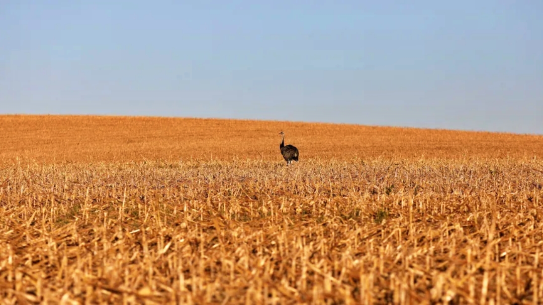 Agroneg&oacute;cio no Brasil d&aacute; salto em 20 anos