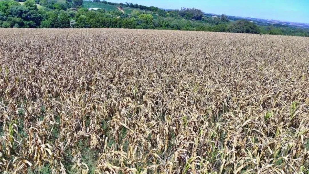 Seca no RS prejudica culturas de soja, milho e arroz