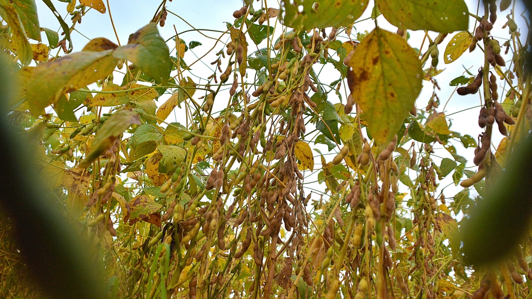 Chuvas em excesso atrasam colheita de 1,8 milh&atilde;o de hectares de soja em MS