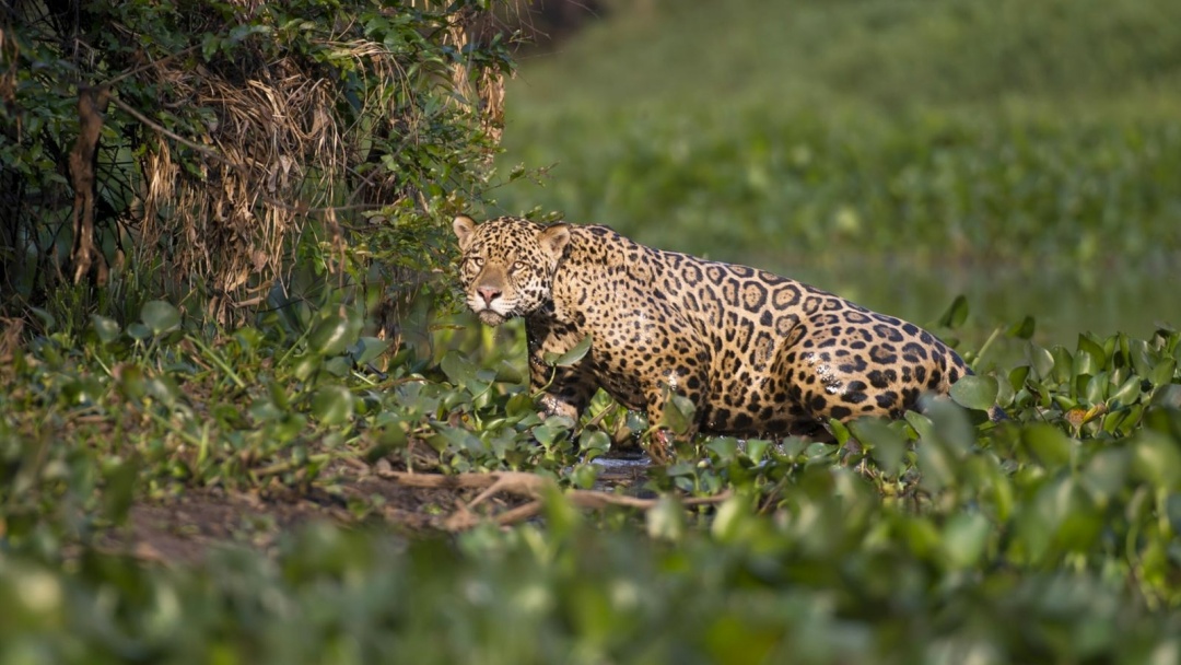 Revista dos EUA consolida Pantanal como destino ecol&oacute;gico 