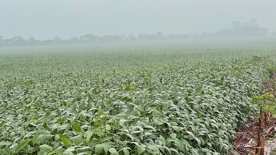 Sindicato Rural calcula em R$ 1 bilh&atilde;o preju&iacute;zo com o excesso de chuva