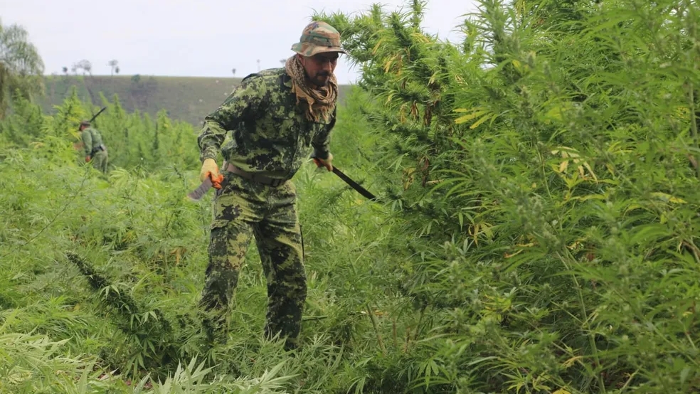 Em 5 dias, opera&ccedil;&atilde;o conjunta destr&oacute;i 143 hectares de maconha na fronteira