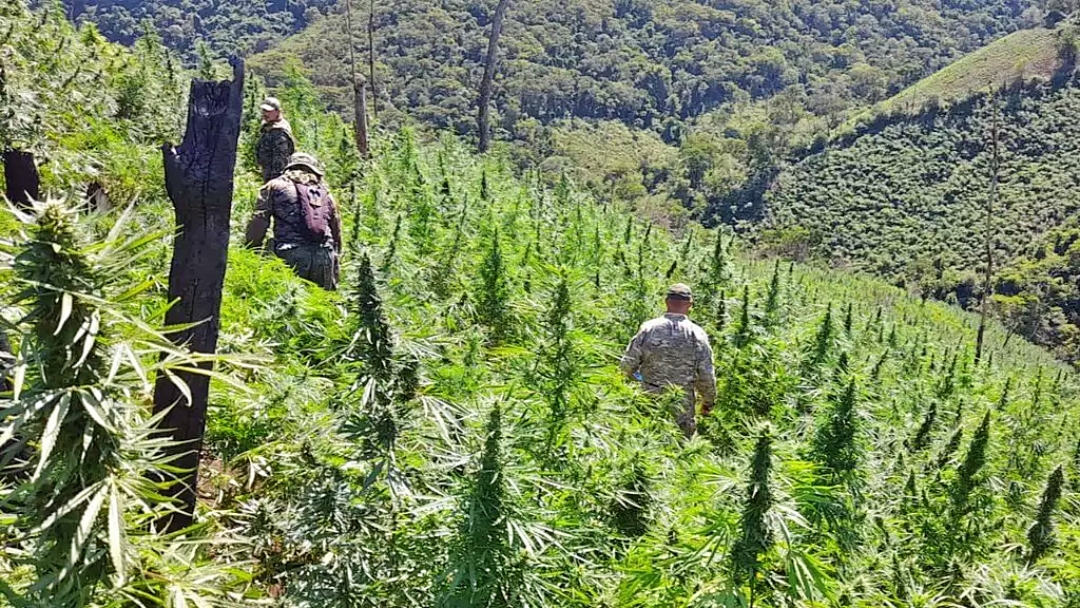 Brasil e Paraguai iniciam nova ofensiva contra roças de maconha na fronteira