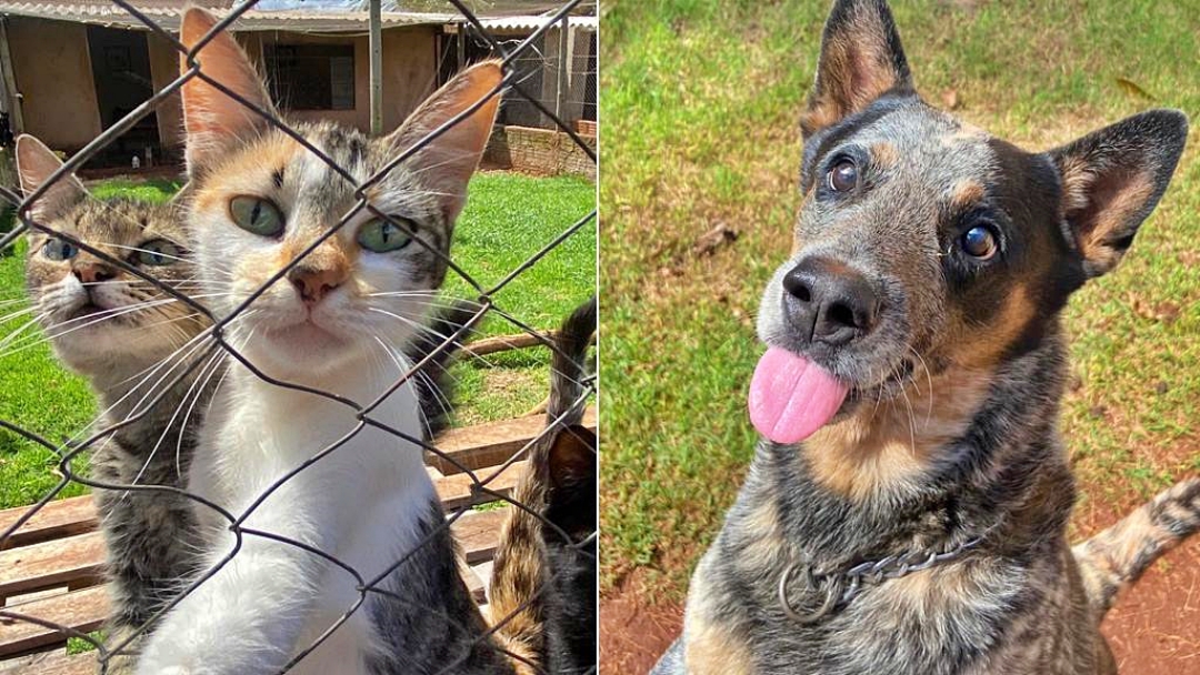 Entidade enfrenta superlota&ccedil;&atilde;o de c&atilde;es e gatos e gasta mais de R$ 5 mil por m&ecirc;s com ra&ccedil;&atilde;o