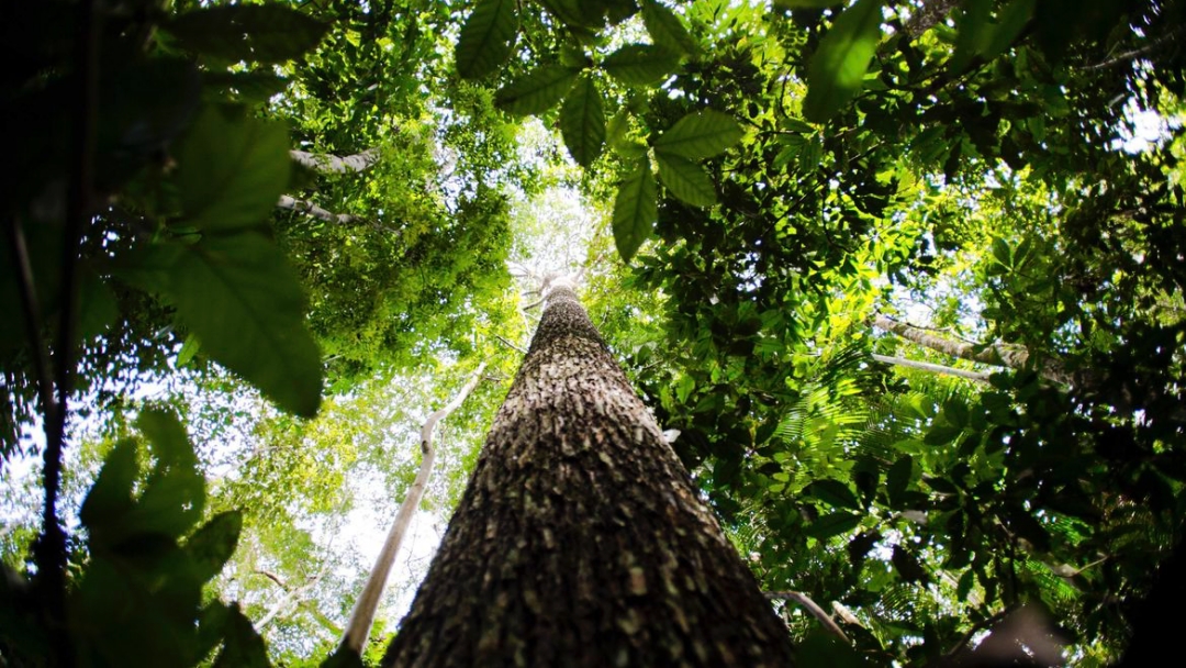 Brasil e Reino Unido anunciam aportes em projeto ambiental