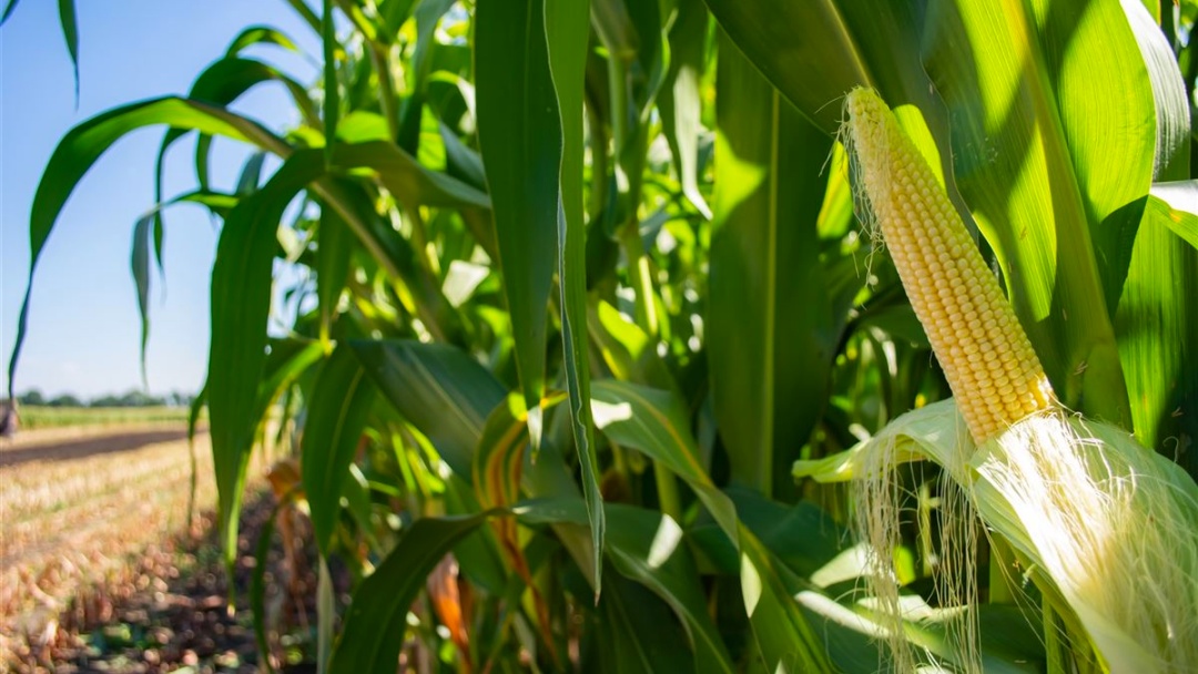 Ap&oacute;s 25 dias de estiagem, chuva derruba temperatura e traz al&iacute;vio para agricultura