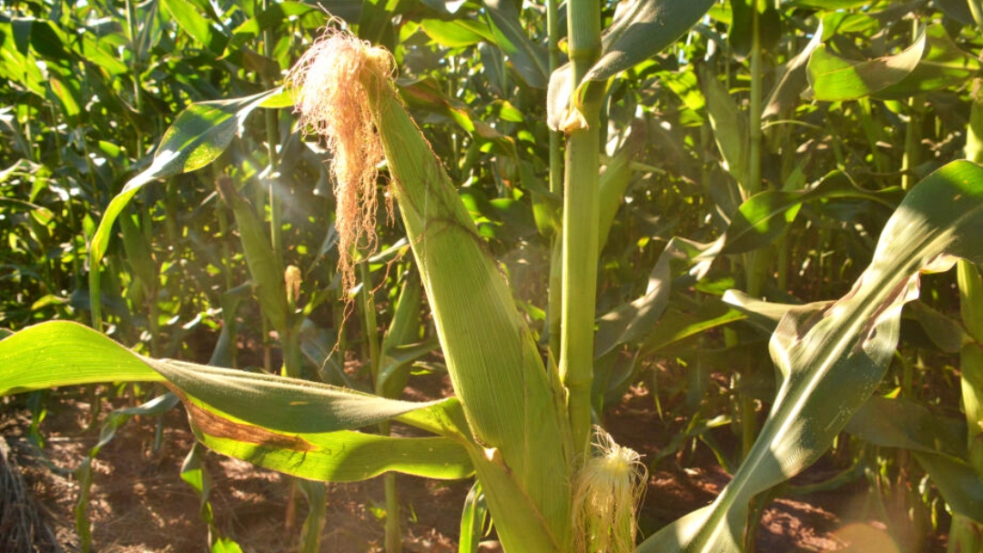 Mato Grosso do Sul pode ter uma nova supersafra de milho