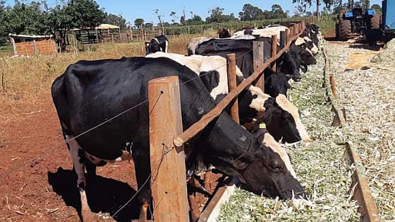 Com uma produ&ccedil;&atilde;o di&aacute;ria de 500 litros, a fam&iacute;lia Macieira &eacute; refer&ecirc;ncia na pecu&aacute;ria leiteira