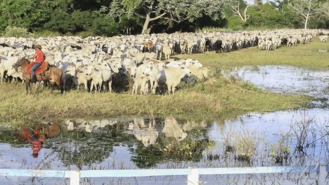 Iagro prorroga prazo para declara&ccedil;&atilde;o de rebanho no Estado