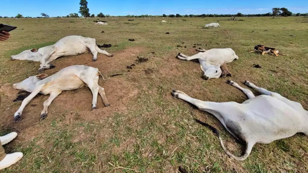 Baixa temperatura mata 1.071 bois no Pantanal em dois dias