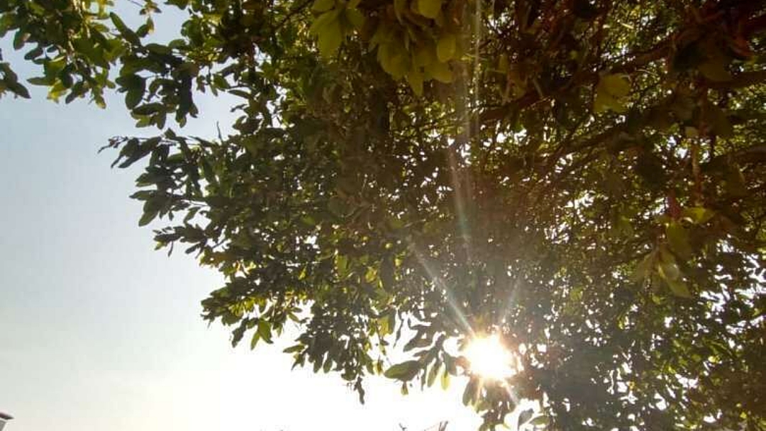 Previs&atilde;o &eacute; de sol neste domingo em todo Mato Grosso do Sul