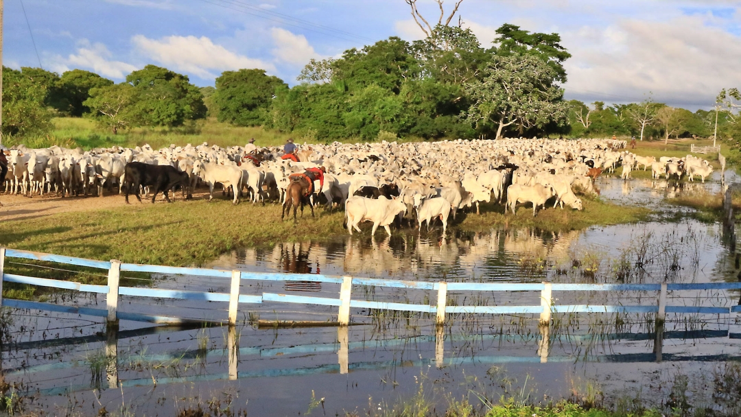 Produ&ccedil;&atilde;o agr&iacute;cola do Estado deve superar 72 milh&otilde;es de toneladas com renda acima dos R$ 52 bilh&otilde;es