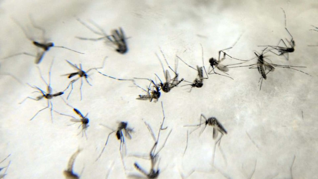 Mato Grosso do Sul tem mais casos de dengue em seis meses de 2023 que nos &uacute;ltimos dois anos