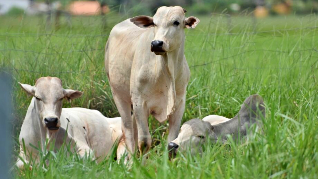 Mato Grosso do Sul tem o 5&ordm; maior rebanho bovino
