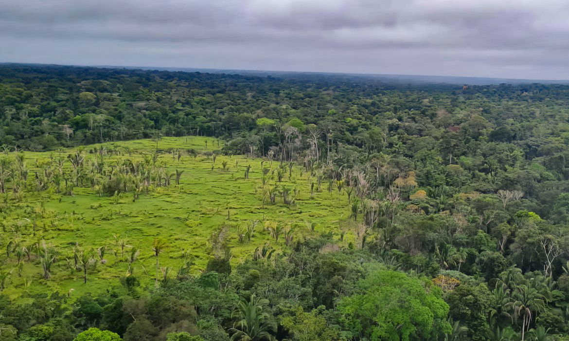 Perda de florestas tropicais prim&aacute;rias aumentou 15% no Brasil em 2022