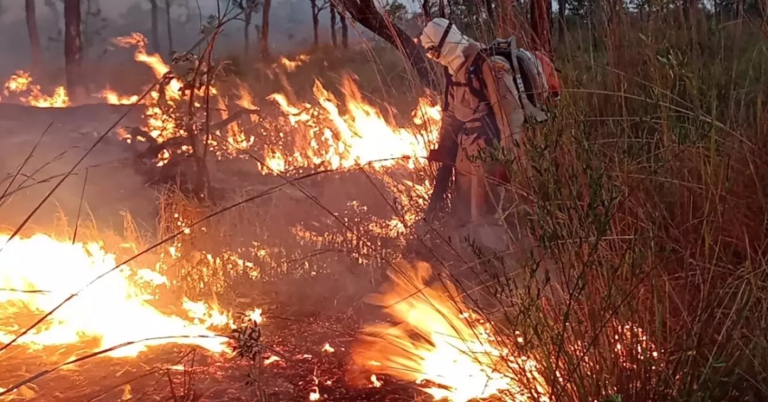 Para evitar destrui&ccedil;&atilde;o do Pantanal como em 2020, queima controlada &eacute; liberada