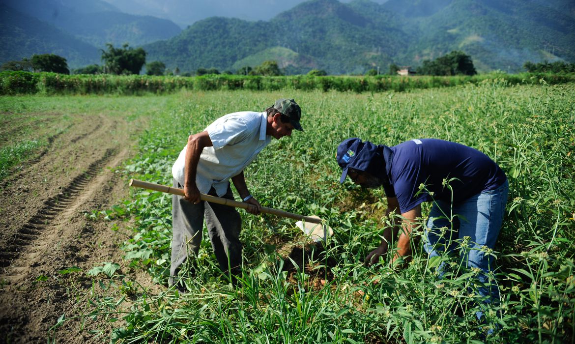 Agricultura familiar &eacute; 8&ordf; maior produtora de alimentos do mundo