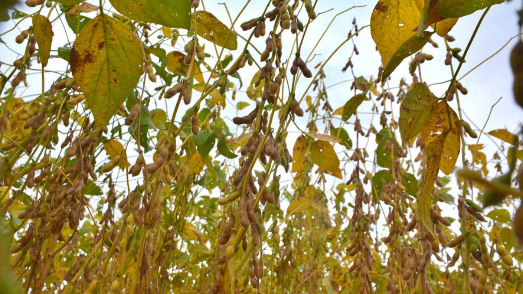 Pre&ccedil;os dos fertilizantes caem at&eacute; 58%, mas custo de produ&ccedil;&atilde;o da soja deve subir