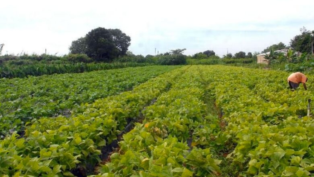 Governo lan&ccedil;a Plano Safra para agricultura familiar da Amaz&ocirc;nia