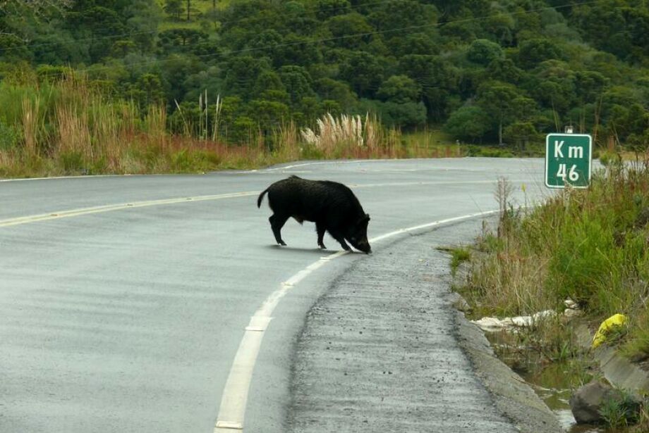 Ibama suspende licen&ccedil;as para a ca&ccedil;a de javali e demais esp&eacute;cies ex&oacute;ticas