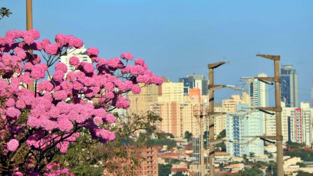 Previs&atilde;o de sol e altas temperaturas para esta ter&ccedil;a-feira em MS