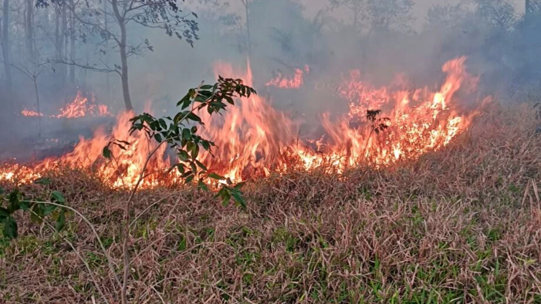 Queimadas atingiram &aacute;rea que equivale a 1.118 campos de futebol