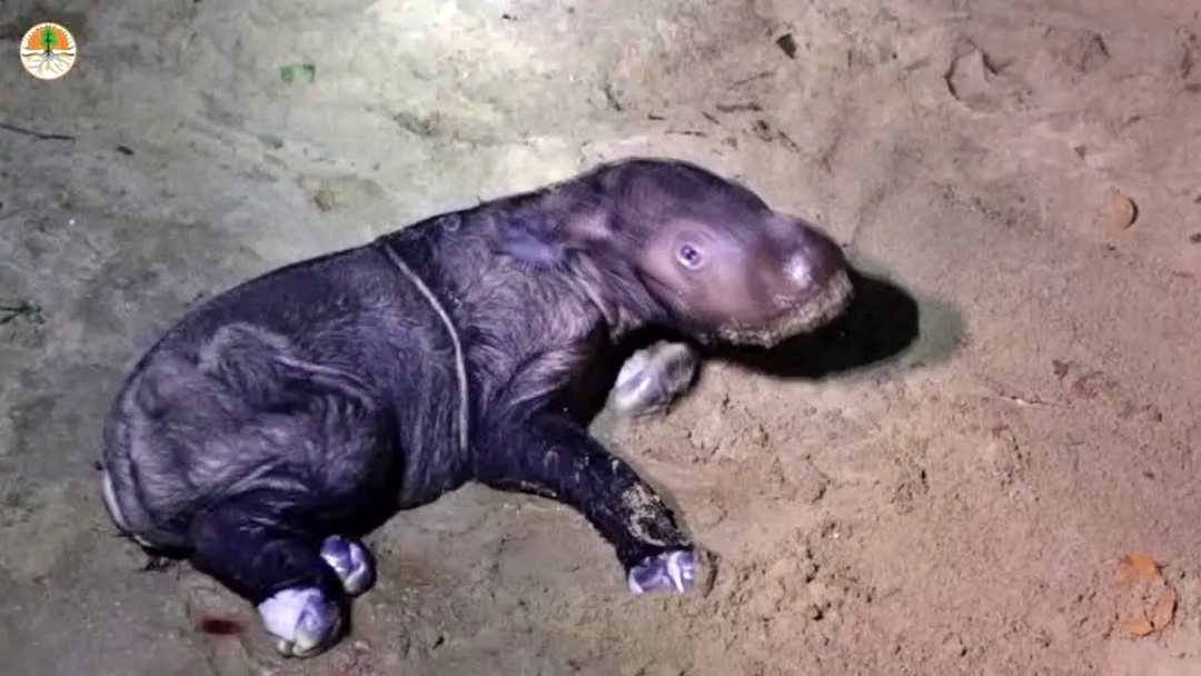 Amea&ccedil;ado de extin&ccedil;&atilde;o, rinoceronte de Sumatra nasce na Indon&eacute;sia