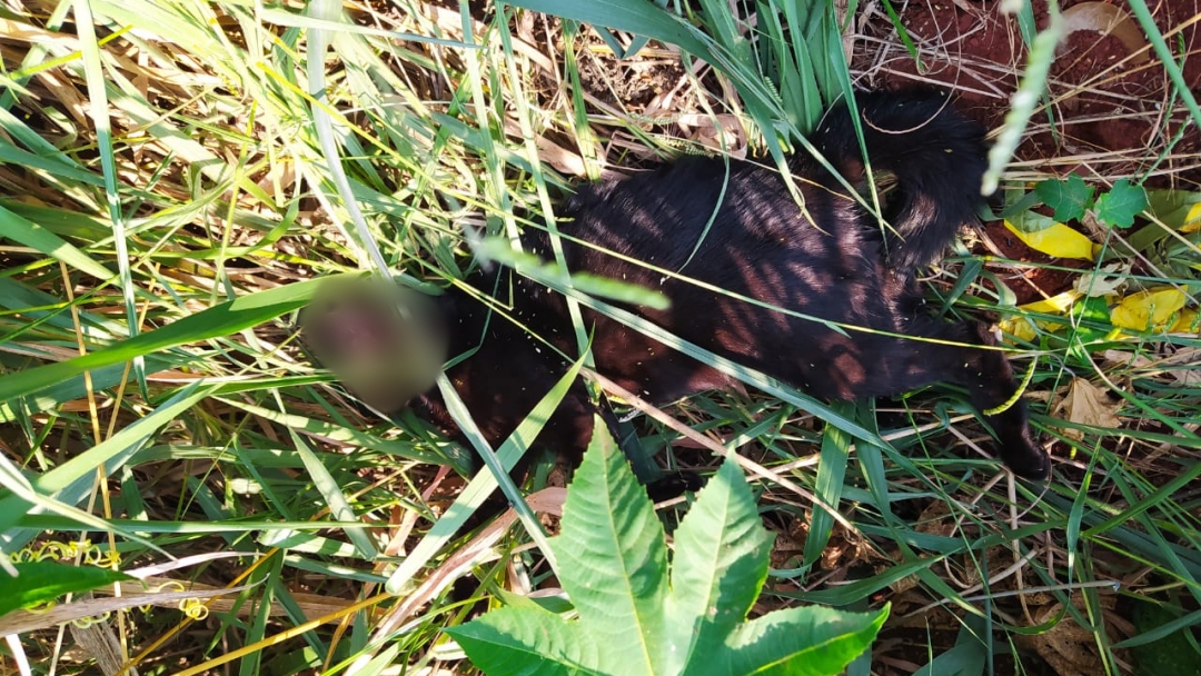 Serralheiro preso por matar a gata da filha é solto após pagar fiança de R$ 5.280,00