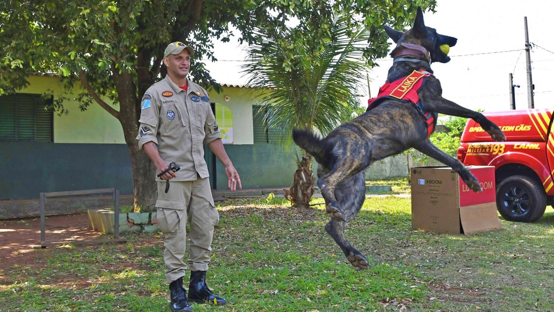 Com certifica&ccedil;&atilde;o nacional, cadela Laika do Corpo de Bombeiros de MS est&aacute; apta para busca e resgate