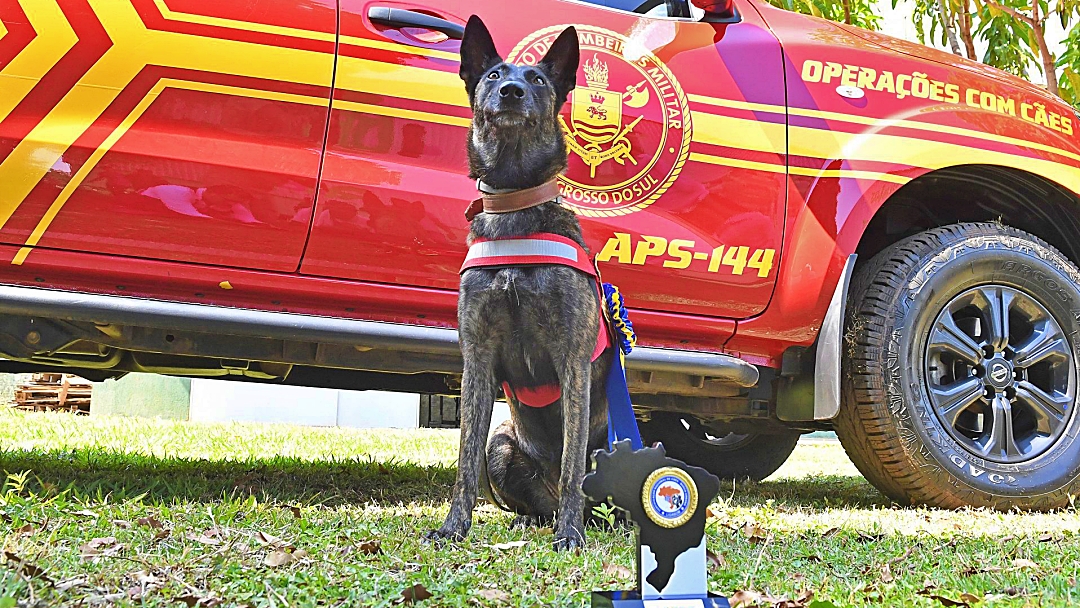 Com certifica&ccedil;&atilde;o nacional, cadela Laika do Corpo de Bombeiros de MS est&aacute; apta para busca e resgate