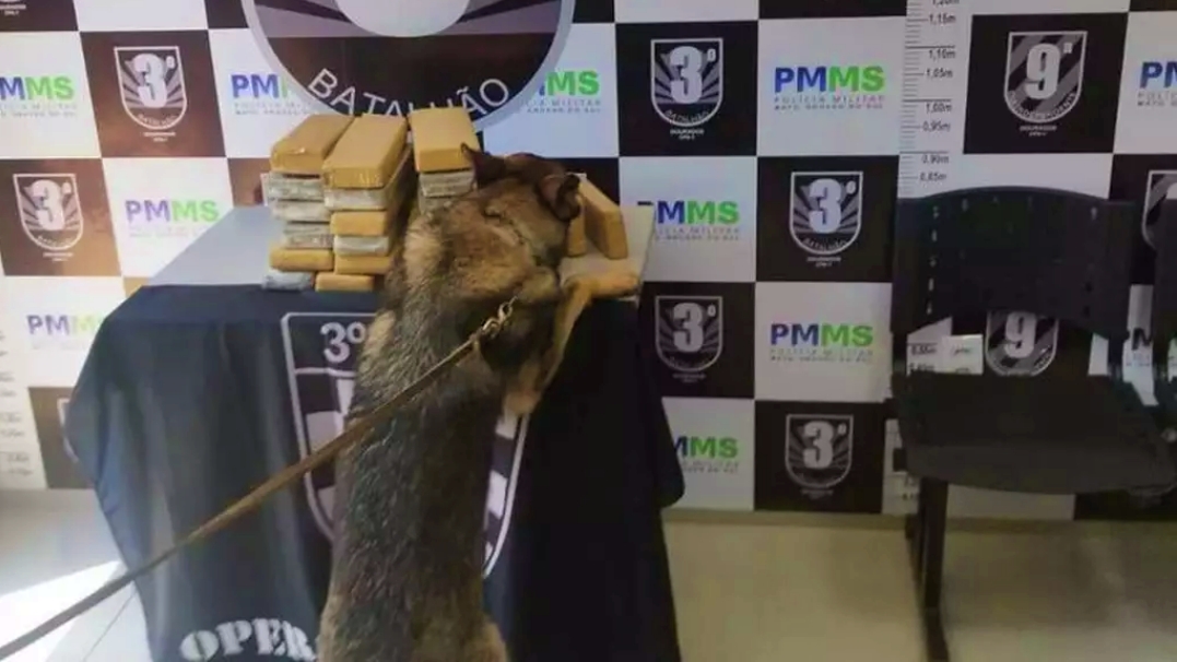 Flagrado por c&atilde;o farejador, jovem &eacute; preso com R$ 30 mil em droga  