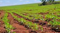 Come&ccedil;a plantio da safra de soja com previs&atilde;o de 245 mil hectares 