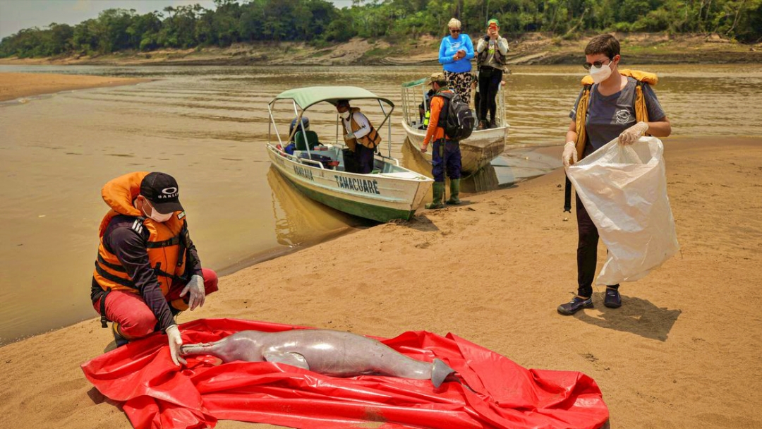 An&aacute;lises sobre mortes de botos no AM devem sair em at&eacute; uma semana