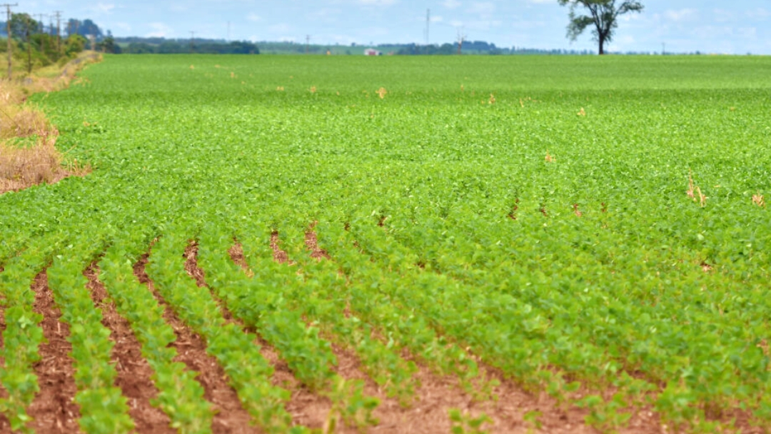 Atraso das chuvas pode impactar a produtividade da soja em MS