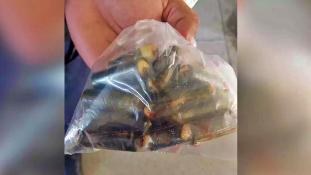 Boliviano passa por cirurgia para retirar 20 c&aacute;psulas de coca&iacute;na do est&ocirc;mago