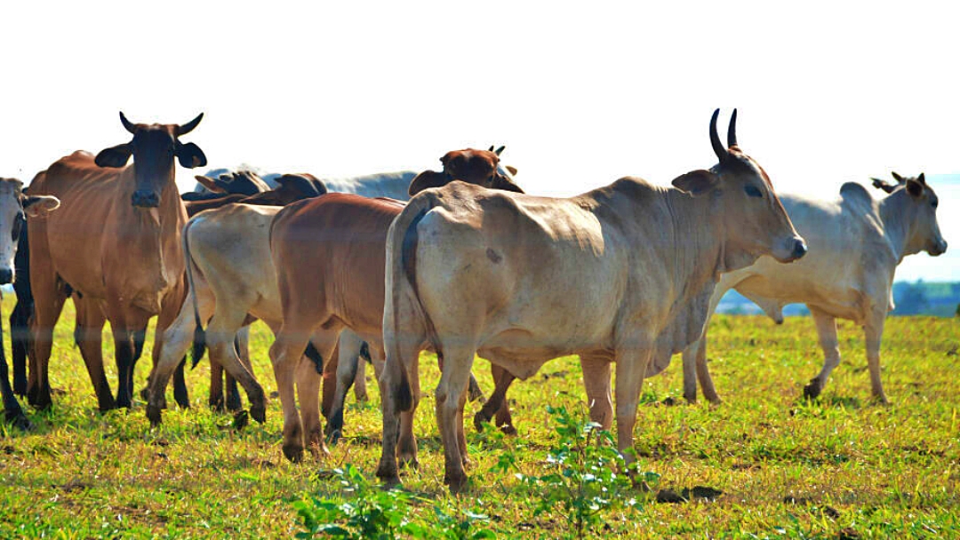 Exporta&ccedil;&otilde;es de carne bovina registram queda de 21% em Mato Grosso do Sul
