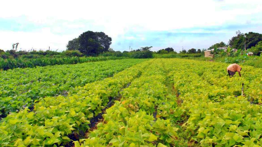 Incra define regras para assentamentos e inclus&atilde;o na reforma agr&aacute;ria