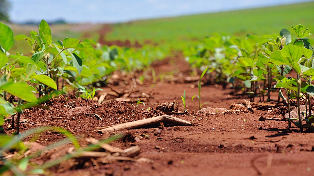 Seca e sensa&ccedil;&atilde;o t&eacute;rmica acima de 45&deg;C atrasa plantio de 20% da &aacute;rea e for&ccedil;a replantio de soja