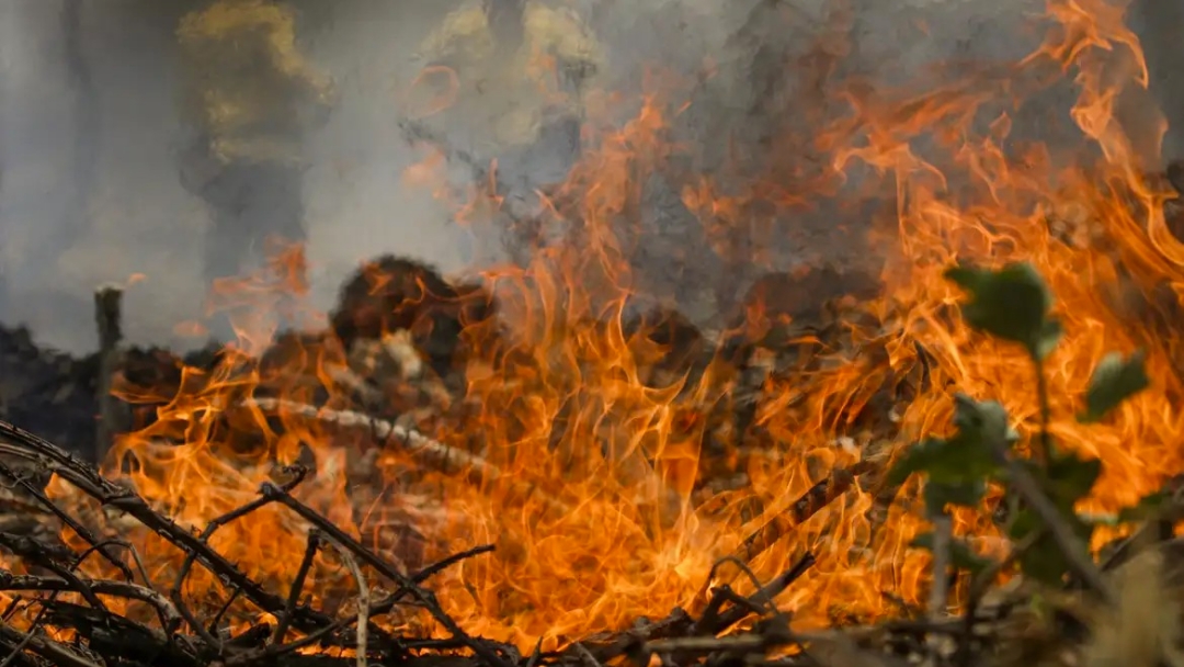 Inc&ecirc;ndio no Pantanal tem cen&aacute;rio de animais em fuga 