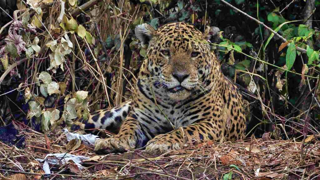 PMA e Grupo de Patrulhamento A&eacute;reo utilizam helic&oacute;ptero para resgatar animais feridos no Pantanal