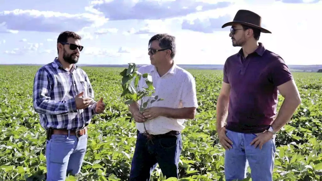 Sindicato rural alerta para perdas da soja provocadas por onda de calor em MS  