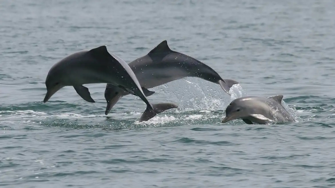 Estudo detecta bact&eacute;ria da leptospirose em golfinhos e lobos-marinhos
