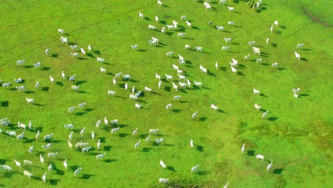 Lei do Pantanal proteger&aacute; algumas esp&eacute;cies de vegeta&ccedil;&atilde;o  