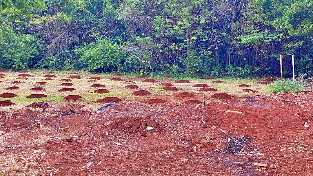 Iagro anuncia iniciativa de revitaliza&ccedil;&atilde;o com foco na sustentabilidade ambiental 