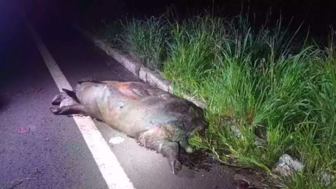 Picape colide em anta, motorista morre e passageiro fica ferido 