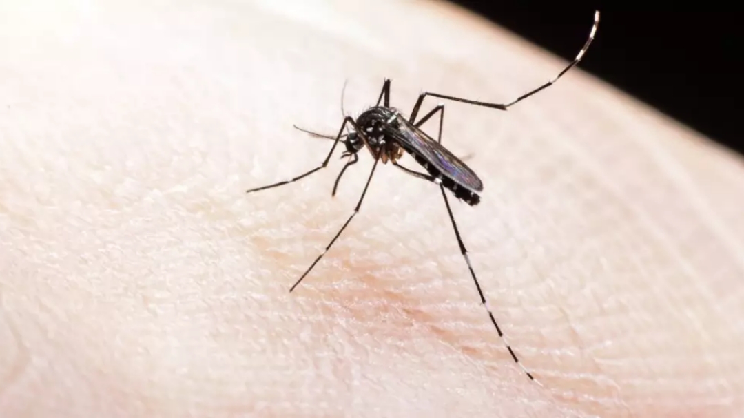 MS receber&aacute; R$ 659,4 mil para combate &agrave; prolifera&ccedil;&atilde;o do Aedes aegypti  